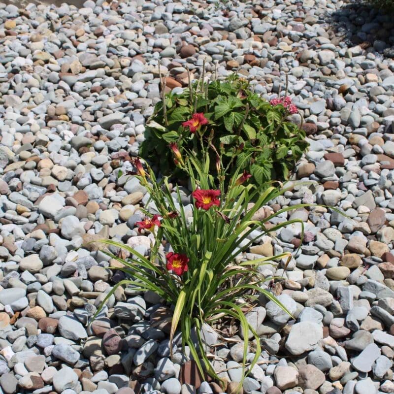 Greenville, PA Commercial Landscape Maintenance Team