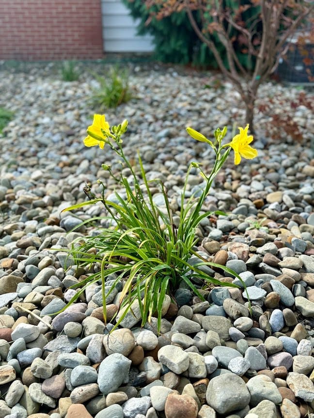 Greenville, PA Commercial Landscaping Companies